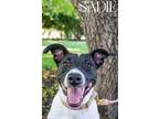 Adopt Sadie a Border Collie, Pointer