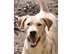 Adopt Alison - Cross Posting a Labrador Retriever