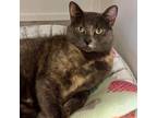 Adopt Florence a Dilute Tortoiseshell, Domestic Short Hair