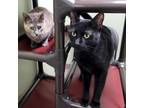 Adopt Sweet Pea and Berry a Domestic Short Hair