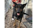 Adopt Keeley a German Shepherd Dog