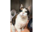 Adopt Pepperpot a Domestic Short Hair