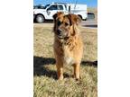 Adopt FIONA a German Shepherd Dog, Chow Chow