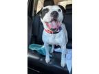 Adopt Beatrice a American Bully