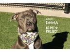 Adopt Finna a Pit Bull Terrier, Mixed Breed