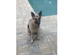 Adopt Lola a German Shepherd Dog