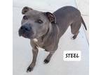 Adopt Steel a American Staffordshire Terrier