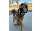Adopt SweetPea a Labrador Retriever, Coonhound