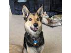 Adopt A Ziva a German Shepherd Dog, Hound