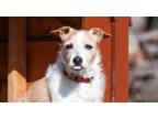 Adopt Lexi a Parson Russell Terrier