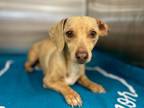 Adopt Olive a Dachshund