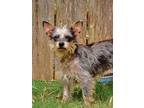 Adopt Tiff a Yorkshire Terrier, Terrier