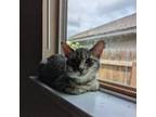 Adopt Caterpillar a Domestic Short Hair