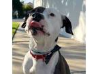 Adopt Frisbee a Pit Bull Terrier
