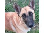 Adopt Princess a Belgian Shepherd / Malinois, German Shepherd Dog