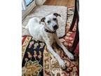 Adopt Andi a Staffordshire Bull Terrier