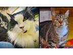 Adopt Daphne & Katie a Domestic Short Hair