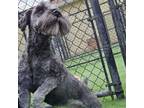 Adopt Cozette a Miniature Schnauzer