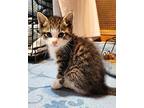Mork (Alice Kitten 2) Domestic Shorthair Kitten Male
