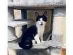 Nash Domestic Shorthair Kitten Male