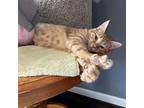 Dasher Domestic Shorthair Young Female