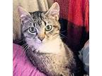 Ash Domestic Shorthair Kitten Male