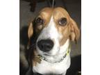 Toast Beagle Adult Male