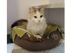 Bombon Domestic Mediumhair Kitten Female