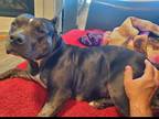 Adopt Ellie V (New Digs) a Pit Bull Terrier