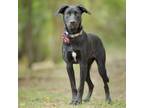 Adopt Audrey II a Black Labrador Retriever