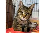 Adopt Nori (semi-blind) a Tabby, Abyssinian