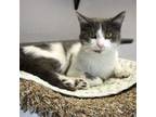 Adopt LittleLady a Domestic Short Hair