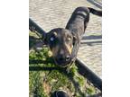 Adopt Bella a Doberman Pinscher