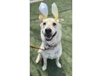 Adopt Ruger a German Shepherd Dog, Siberian Husky