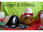 Adopt Ginger & Rambo a Abyssinian, Short-Haired