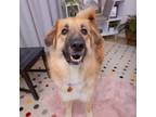 Adopt Sunflower a Anatolian Shepherd