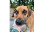 Adopt Jennifer a Hound