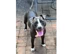 Adopt Sophie a Pit Bull Terrier