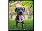 Adopt Gemma a Pit Bull Terrier, Labrador Retriever