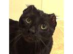 Marco Domestic Shorthair Adult Male