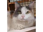 Adopt Eden a Calico, Domestic Long Hair