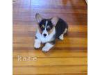 Pembroke Welsh Corgi Puppy for sale in Lake City, MN, USA