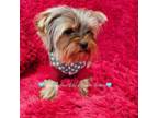 Yorkshire Terrier Puppy for sale in Riverside, CA, USA