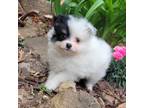 Pomeranian Puppy for sale in Comer, GA, USA