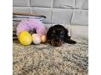 Dachshund Puppy for sale in Sioux Center, IA, USA