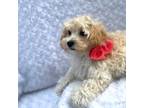 Maltipoo Puppy for sale in Memphis, TN, USA