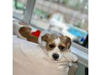 Adopt Pippi a Jack Russell Terrier