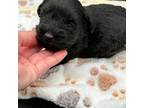 Schnauzer (Miniature) Puppy for sale in Broxton, GA, USA