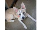 Adopt Bonnie a Husky, Corgi