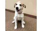 Adopt Brooke 24-03-061 a Great Pyrenees, Bloodhound